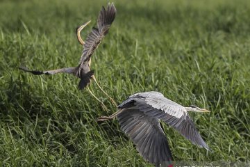 Pengamatan migrasi burung air
