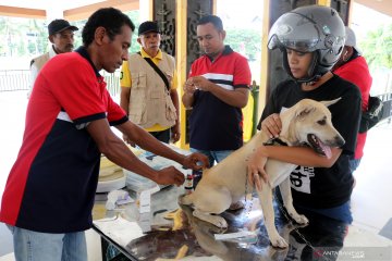 Pemeriksaan hewan peliharaan di Ambon