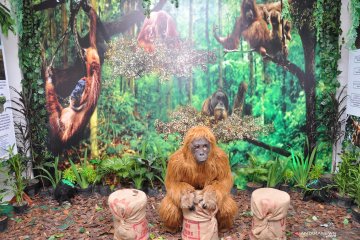 Kampanye Orangutan Sumatera dan Tapanuli