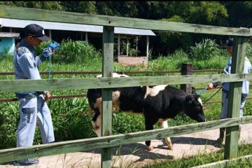 Kementan kembangkan indukan sapi belgian blue dan wagyu di 12 provinsi