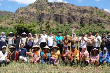 Demplot Pupuk Indonesia genjot produksi pertanian hingga 30 persen