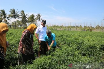 TPID DIY gagal memantau distributor bawang karena pedagangnya kabur