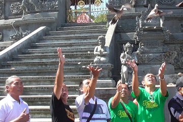 Desa tua di Buleleng miliki tradisi melepasliarkan burung pemakan ulat