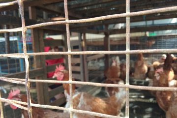 Harga ayam di Palembang bergerak naik jelang Lebaran