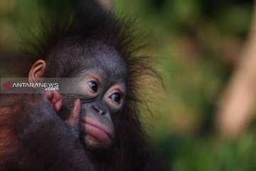 Populasi Orangutan di Taman Safari Prigen bertambah