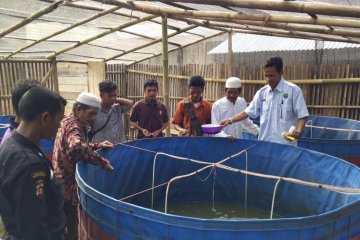 Astra Agro Lestari ajari Anak Dalam beternak dan pelihara ikan