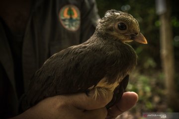 Pelepasliaran anak burung Maleo