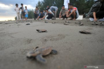 Melepas tukik di pantai Pasir Jambak