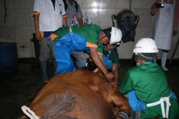 RPH Kota Malang luncurkan "Super Meat"