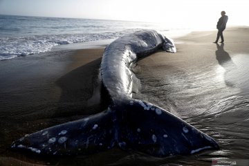 Paus abu-abu mati terdampar di pantai Limantour California