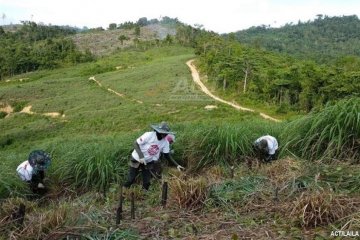 ACT Aceh: Satu hektare lahan serai wangi bisa produksi minyak 200 Kg