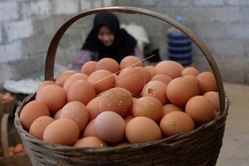 Harga telur turun