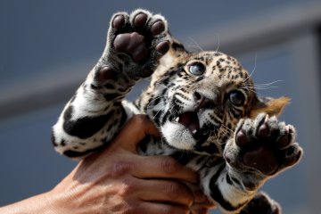 Anak jaguar di kebun binatang Altiplano