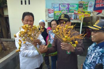 Wagub Kepri panen kurma perdana di Tanjungpinang