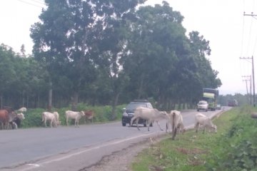 Polisi siap bantu tertibkan ternak di Jalan Lintas Sumatera