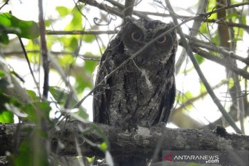 LSM di Sulteng ajak masyarakat jaga kelestarian satwa endemik