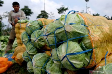 BNPB: Tim gabungan masih sisir kebakaran Gunung Sumbing