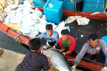 Aceh ekspor enam ton ikan segar lewat laut ke Thailand