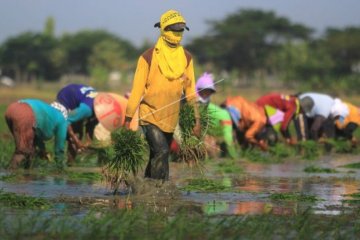 Petrokimia pastikan stok pupuk tersedia pada libur Lebaran