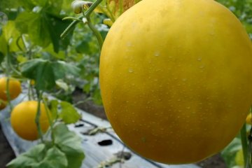Jatim kembangkan  produk unggulan Melon Prima