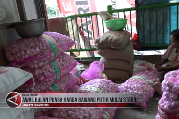 Awal bulan puasa harga bawang putih mulai stabil