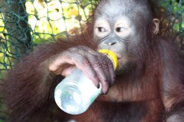 Arti kehadiran bayi Nadia di Taman Safari Prigen