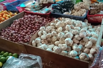 Stok bawang putih di Jayapura kosong