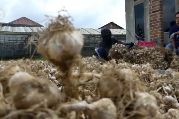 Anomali cuaca, produksi bawang putih turun 35 persen