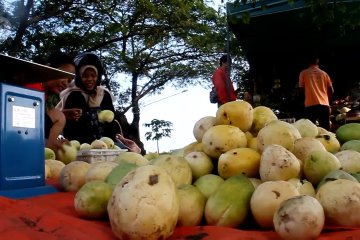 Timun suri jadi primadona petani buah Cirebon di bulan puasa