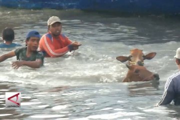 Cerita sapi-sapi yang harus berenang ke pelabuhan