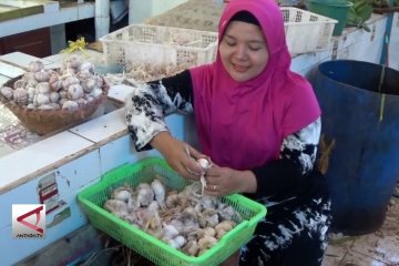 Sedang panen, harga bawang di Batang melejit