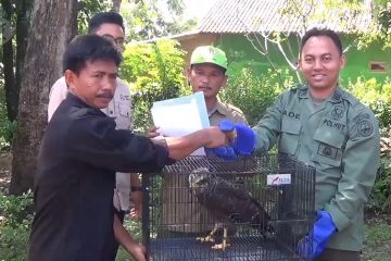 Warga serahkan seekor elang kepada BKSDA Majalengka