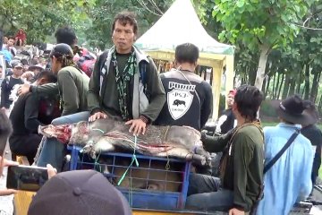 Cara tradisional berburu babi hutan di Kuningan