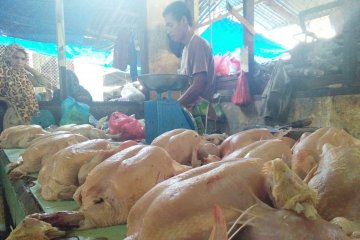 Harga ayam di Pekanbaru naik mencapai Rp27.000 menjelang Lebaran