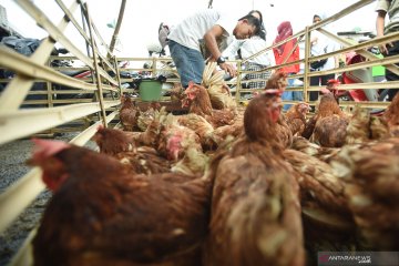 Pedagang di Palu menambah pasokan ayam potong