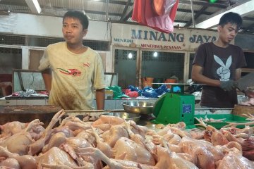 Harga daging ayam di Tanjungpinang H-1 Lebaran relatif stabil