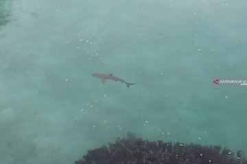 Perburuan ikan hiu marak di Raja Ampat