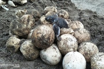 Penyelamat telur penyu di Pantai Padang Pariaman