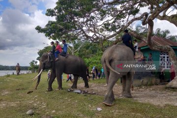 Pengunjung antusias berinteraksi dengan gajah di TWA Seblat