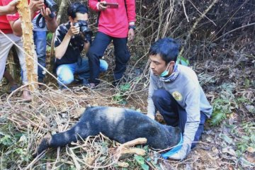 BKSDA evakuasi dua ekor beruang madu terjerat perangkap di Abdya