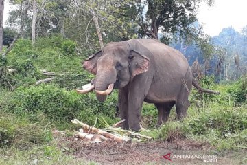 Kematian gajah Sumatera di Tebo dipastikan bukan karena kimia