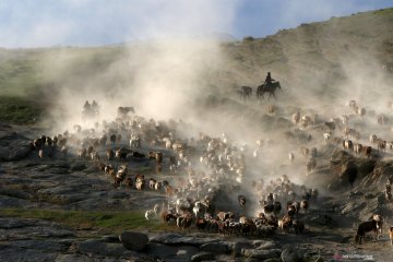 Penggembala ternak di Xinjiang Uighur