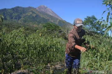 BPPTKG: pertumbuhan kubah lava Gunung Merapi masih stabil