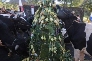Kirab lebaran sapi