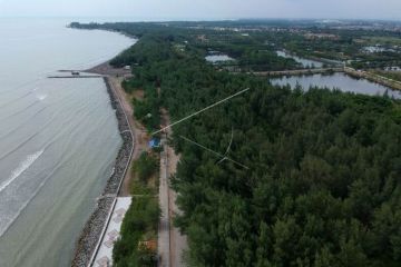 Pohon cemara udang