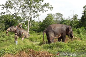 Operasi penggiringan gajah liar di Riau terganggu bunyi meriam karbit