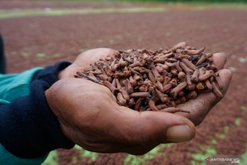 Petani masih merugi, harga cengkih Manado bertahan Rp76.000/kg