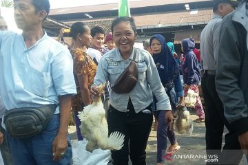 Pinsar  keluhkan kerugian para peternak ayam