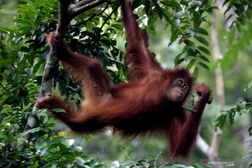 Dua orangutan dilepasliarkan ke Cagar Alam Jantho di Aceh Besar