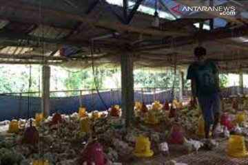 Jateng segera tertibkan peternak ayam ilegal cegah kelebihan pasokan